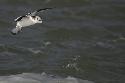 Black-legged Kittiwake / Drieteenmeeuw