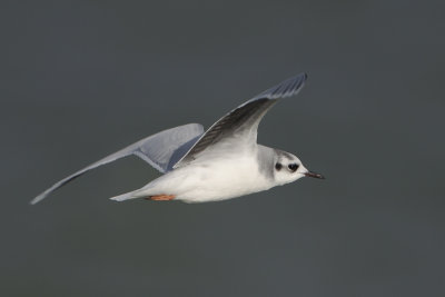 Little Gull / Dwergmeeuw