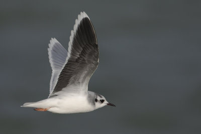 Little Gull / Dwergmeeuw