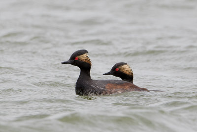 Black-necked Grebe / Geoorde Fuut