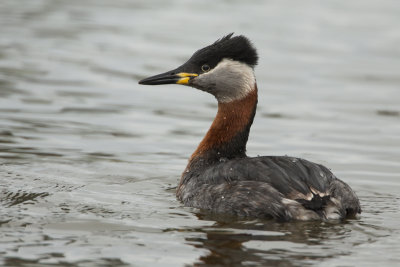 Red-necked Grebe / Roodhalsfuut