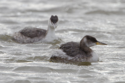 Red-necked Grebe / Roodhalsfuut