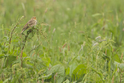 Corn Bunting / Grauwe Gors