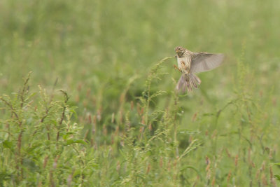 Corn Bunting / Grauwe Gors