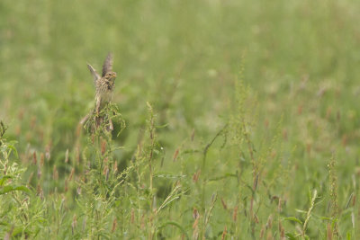 Corn Bunting / Grauwe Gors