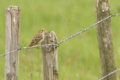 Corn Bunting / Grauwe Gors