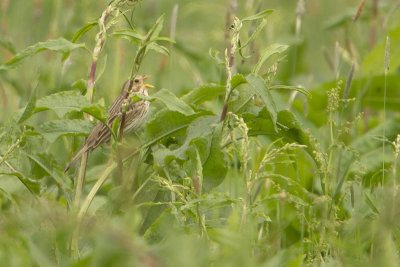 Corn Bunting / Grauwe Gors