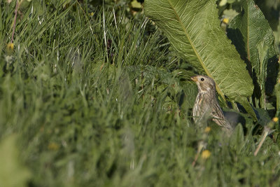 Corn Bunting / Grauwe Gors