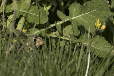 Corn Bunting / Grauwe Gors