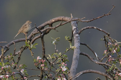 Corn Bunting / Grauwe Gors