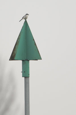 Great Grey Shrike / Klapekster