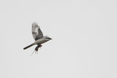 Great Grey Shrike / Klapekster