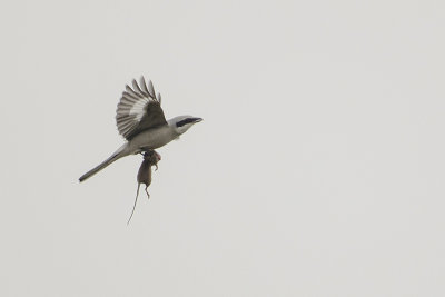 Great Grey Shrike / Klapekster