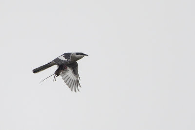 Great Grey Shrike / Klapekster