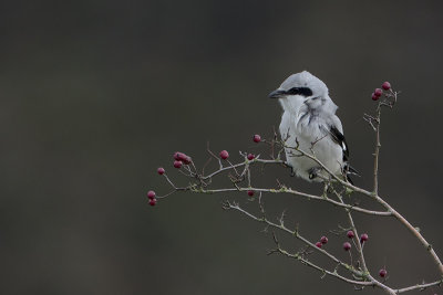 Great Grey Shrike / Klapekster