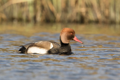 Red-crested Pochard / Krooneend