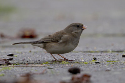 Dark-eyed Junco / Grijze Junco