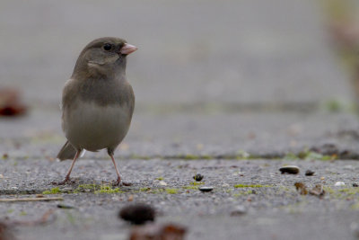 Dark-eyed Junco / Grijze Junco