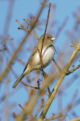 Dark-eyed Junco / Grijze Junco