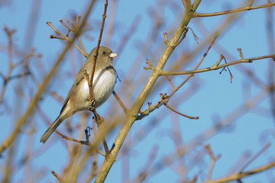 Dark-eyed Junco / Grijze Junco