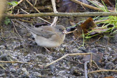 Dark-eyed Junco / Grijze Junco