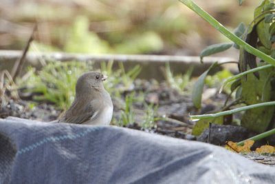 Dark-eyed Junco / Grijze Junco