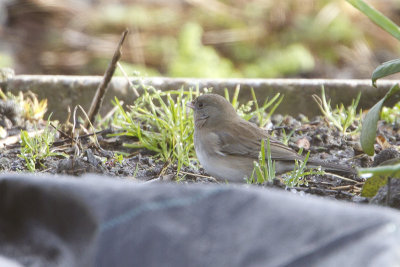 Dark-eyed Junco / Grijze Junco