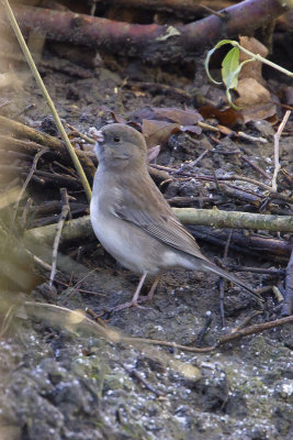 Dark-eyed Junco / Grijze Junco