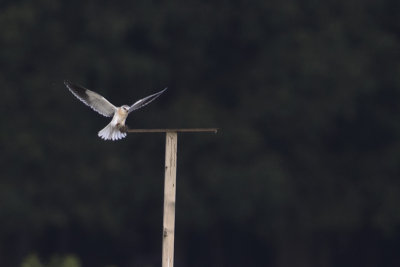 Black-winged Kite / Grijze Wouw