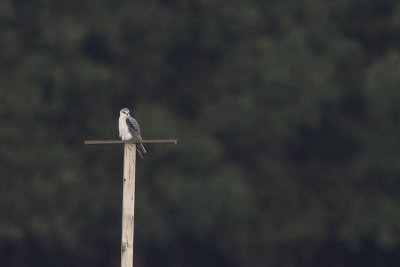 Black-winged Kite / Grijze Wouw