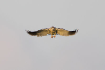 Black-winged Kite / Grijze Wouw