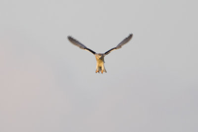 Black-winged Kite / Grijze Wouw