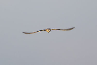 Black-winged Kite / Grijze Wouw