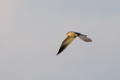 Black-winged Kite / Grijze Wouw