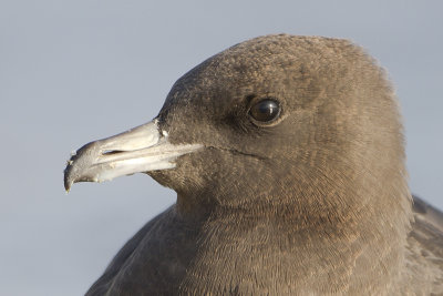 Pomarine Skua / Middelste Jager