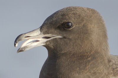 Pomarine Skua / Middelste Jager