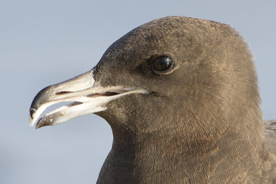 Pomarine Skua / Middelste Jager