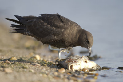 Pomarine Skua / Middelste Jager