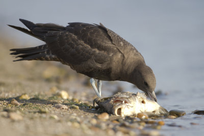 Pomarine Skua / Middelste Jager