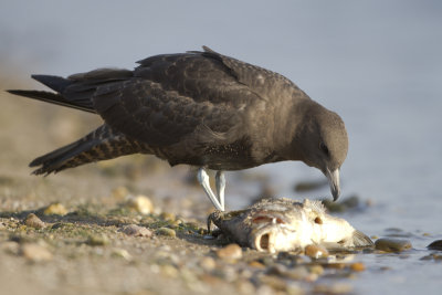 Pomarine Skua / Middelste Jager