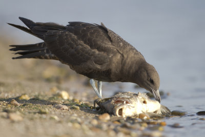 Pomarine Skua / Middelste Jager