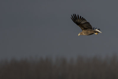 White-tailed Eagle / Zeearend