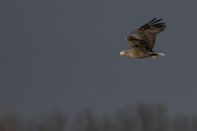 White-tailed Eagle / Zeearend