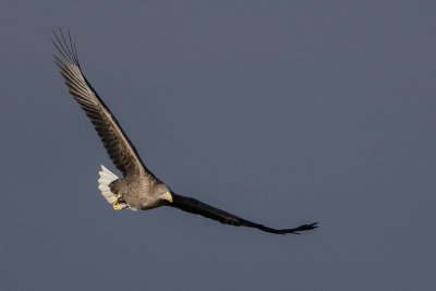 White-tailed Eagle / Zeearend