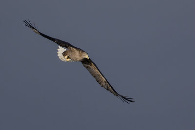 White-tailed Eagle / Zeearend