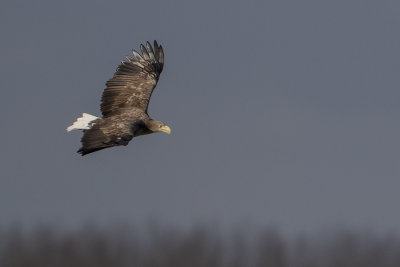 White-tailed Eagle / Zeearend