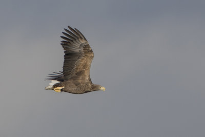 White-tailed Eagle / Zeearend