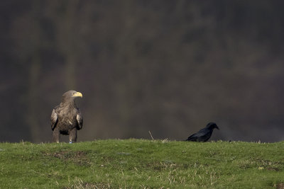 White-tailed Eagle / Zeearend