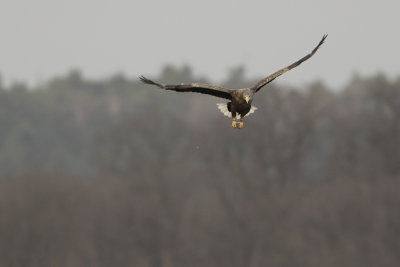 White-tailed Eagle / Zeearend