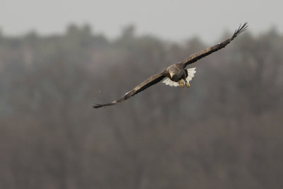 White-tailed Eagle / Zeearend